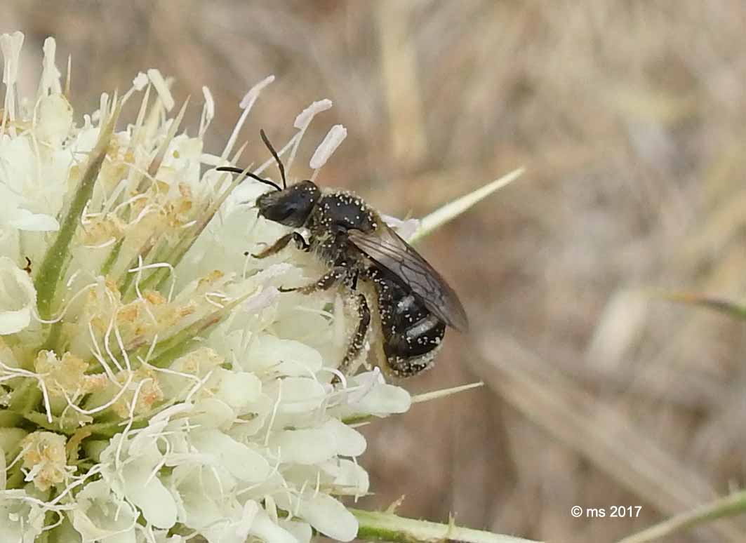 Apidae Halictinae: Halictus cfr. gemmeus e Lasioglossum (leucozonum e sp.) ♀